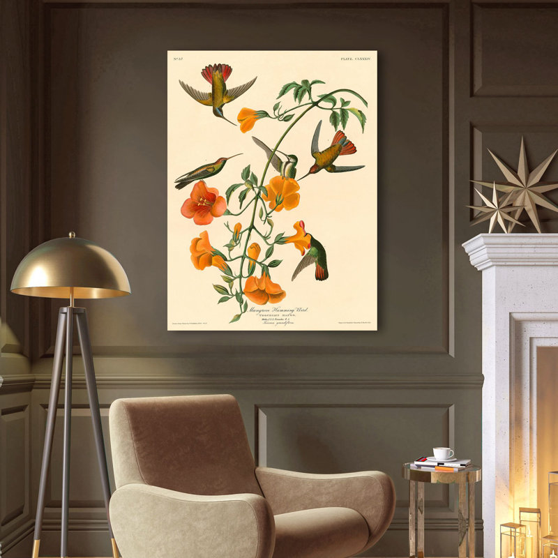 Mangrove Humming Bird by John Audubon - Wrapped Canvas Painting, 70cm H x 50cm W x 4cm D