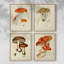 «Mushroom Variétés», reproduction encadrée - ensemble de 4-1682425470-1682425471
