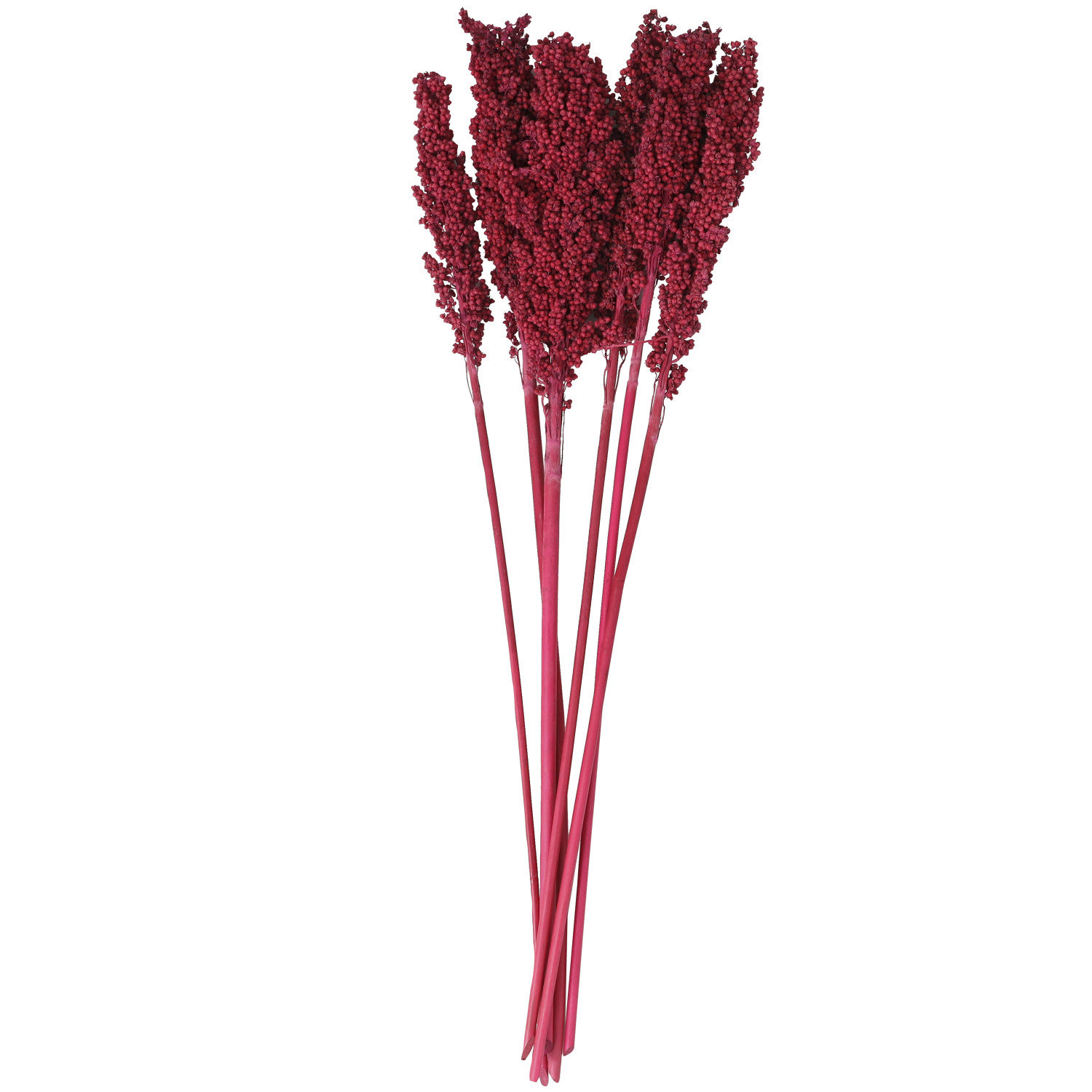 Clerkin Botanical Stems, Pink