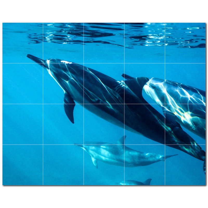 Dauphin photo 8 x 8