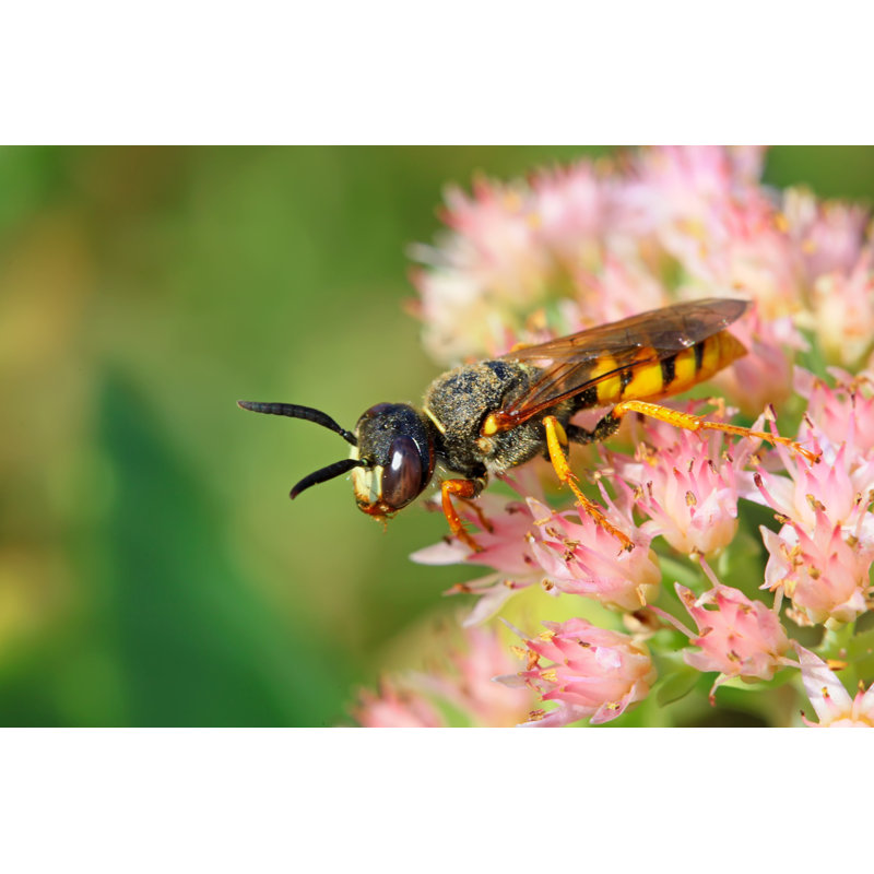 Kibbe Insects by Lnzyx - Wrapped Canvas Print, 30cm H x 46cm W 3.8cm D