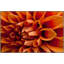 Orange Dahlia Framed Photographic Print Canvas