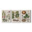 Exotic Botanique I - Ensemble de 3 peintures sur toile encadrées-595385047-595385051