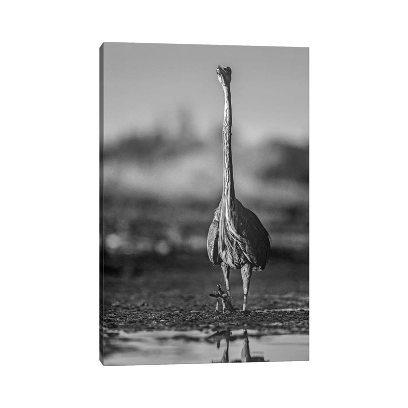 Great Blue Heron wading through water, North America 1 Piece Wall Art on Canvas, 30.48cm H x 20.32cm W