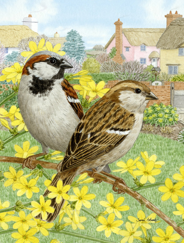 Drapeau de jardin Faulkwoods House Sparrows