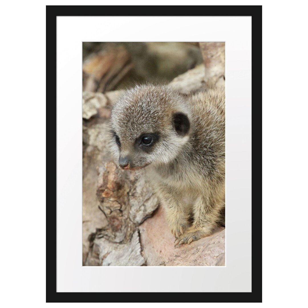 Gerahmtes Poster Junges Erdmännchen auf Baum