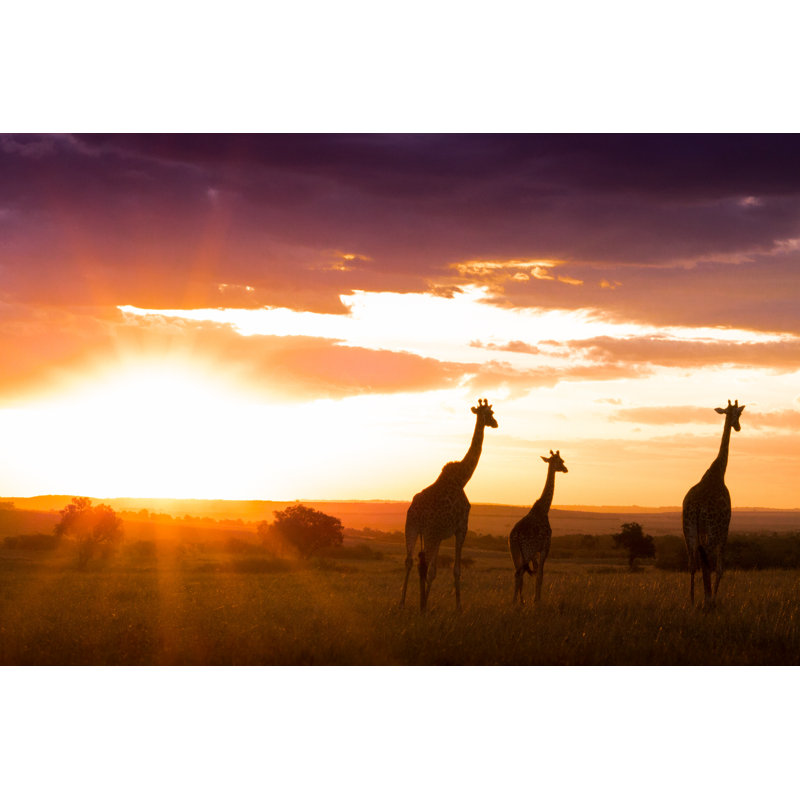 AfriCan Sunset - Photographie sur toile tendue, L 30 po x H 20 po