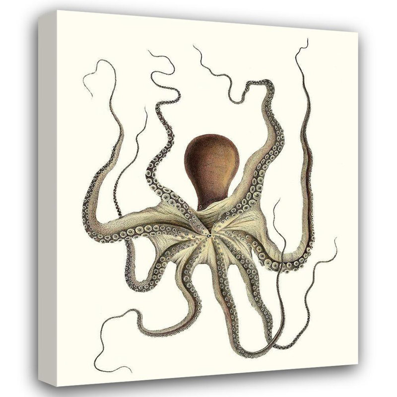 «Highland Dunes Inconnue», art sur toile tendue, collection Antique Octopus I, H 24 po x l 20 po