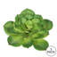 Tige de cactus simple