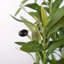 Plastic, Silk Eucalyptus Arrangement in Pot-109341041