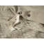 Capitola Duvet Cover-546712874