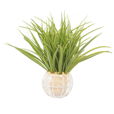 Herbe de bureau en vase décoratif oignon