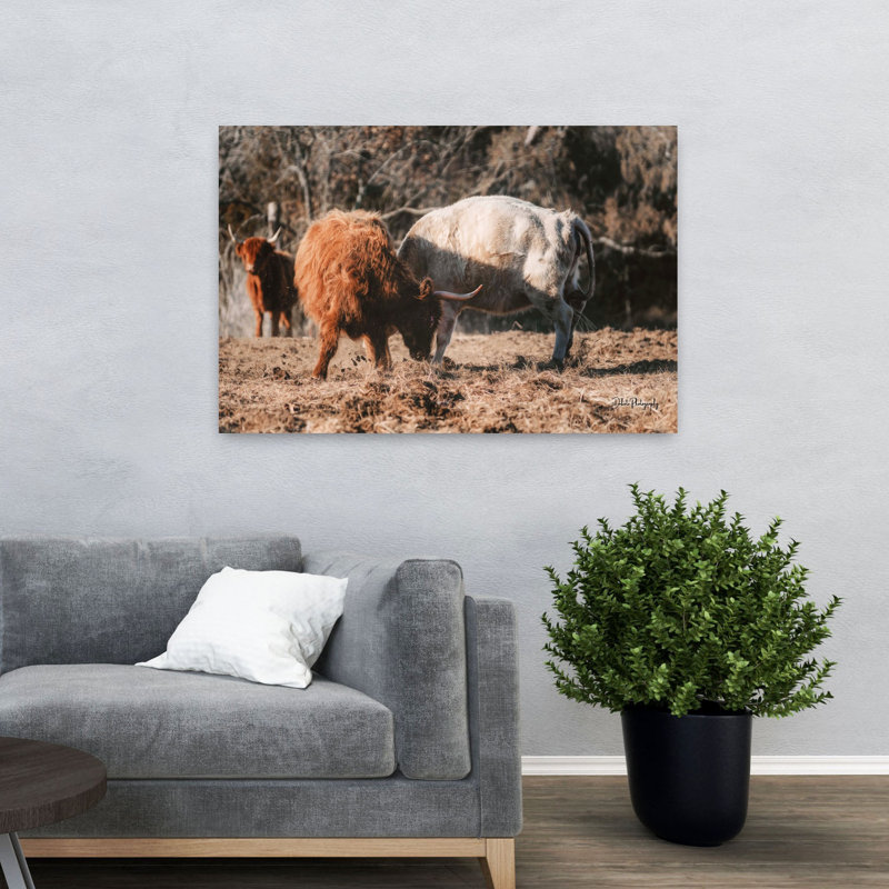Highland Fight, abstrait, vache, paysage naturel, art, H 48 po x l 32 po