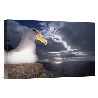 " Chatham Albatrosses Nesting On A Cliff Edge, The Pyramid, Chatham Islands "