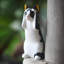 Handmade Animals Decorative Object
