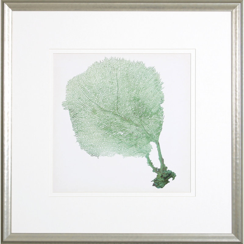«Sea Fan II» par Vision - Impression sur papier encadrée