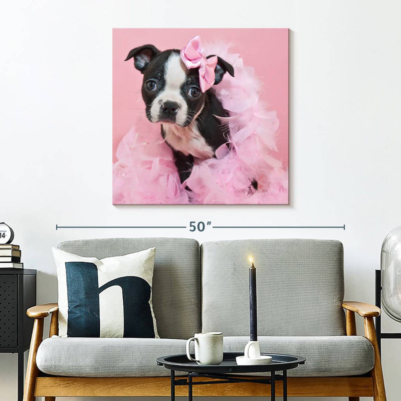 Crowle Sassy Boston Terrier