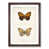 Walnut Framed