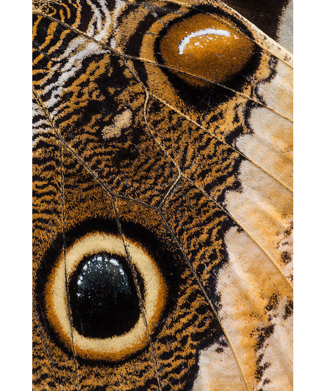 Wrapped Canvas Print, 121.92 cm H x 81.28 cm W
