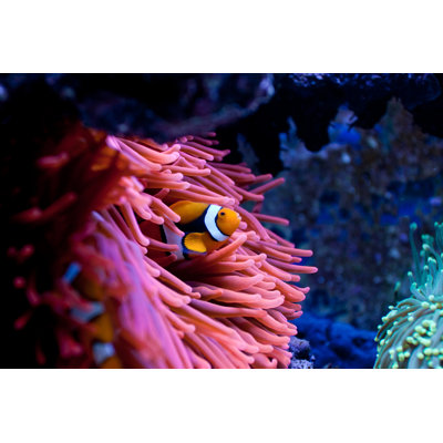 Highland Dunes Clownfish Amphiprion Percula - Wrapped Canvas Photograph ...