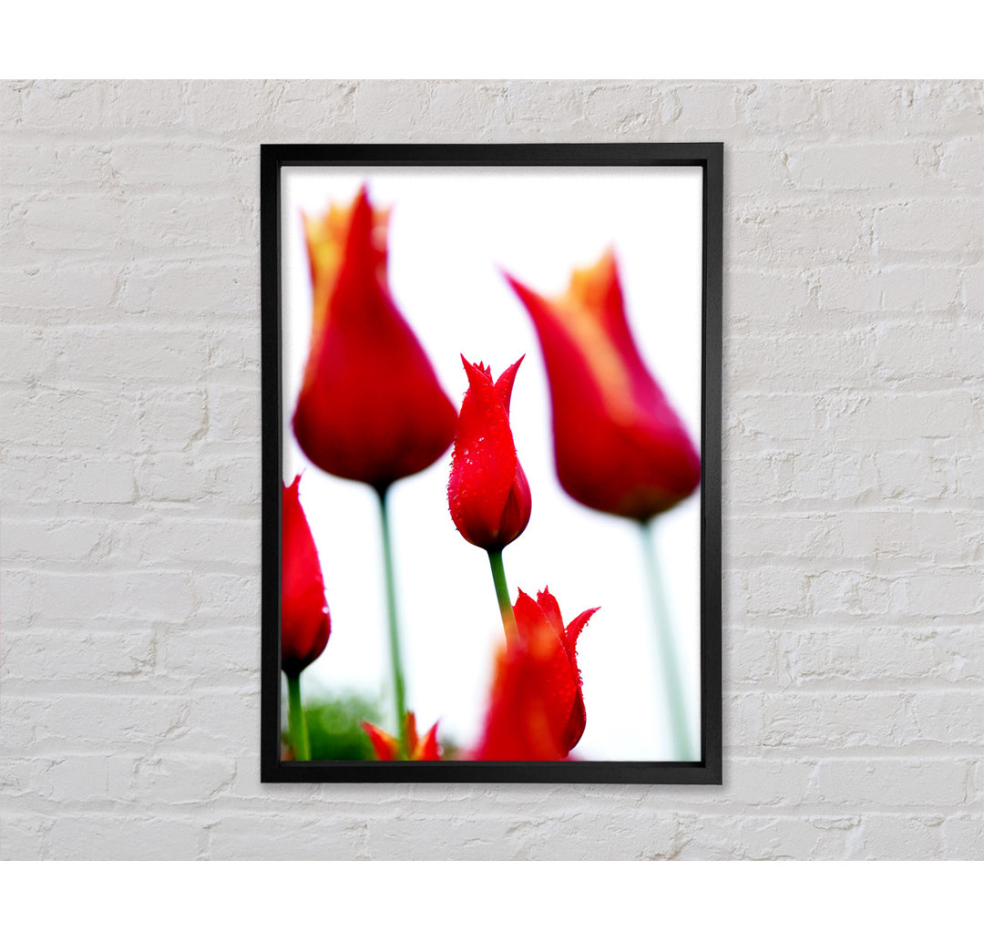 Rotes Feuer Tulpenfeld - Druck