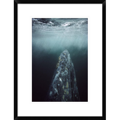 " Gray Whale "