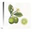 « classic agrumes iii », reproduction d’impression sur toile tendue-27702356-72507473-72507472