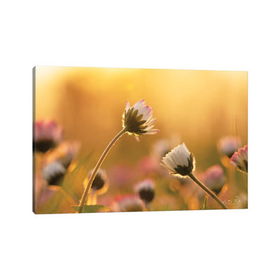 Daisies 1 Piece Wrapped Canvas Wall Art