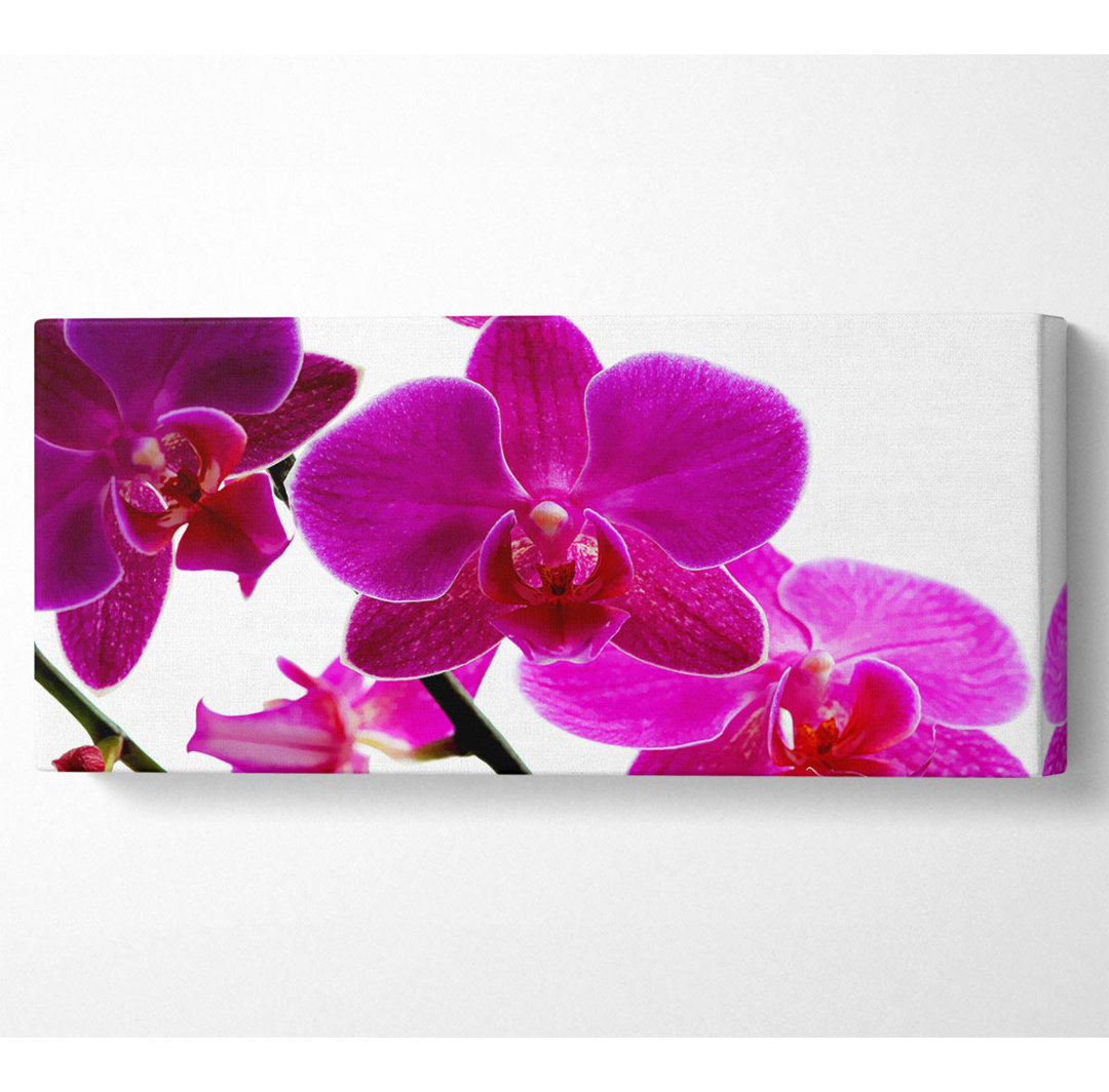 Cerise Pink Orchid auf Weiß - Kunstdrucke auf Leinwand