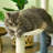 118.5cm H Cat Tree