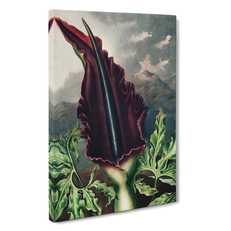 The Dragon Arum by R.J. Thornton - Wrapped Canvas Print, 50cm H x 35cm W x 3cm D