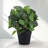 Artificial Fittonia Potted Plant