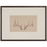 White Tail Nine Point Print