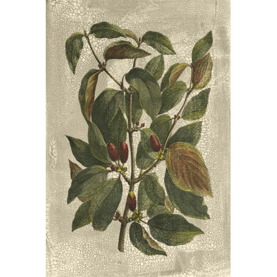 Arbre imprimé Deshayes II
