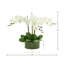 Orchidée Kerwin