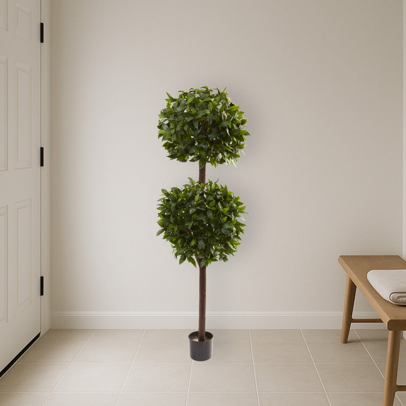 Sweet Bay Double Ball Topiary