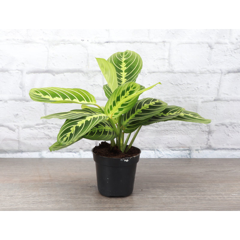 Live Lemon Lime Prayer Plant