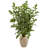 60'' Faux Palm Tree in Ceramic Planter