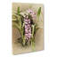 Magnolia Flowers Illustration Tab.81 by Frederick Sander - Wrapped Canvas-55312036