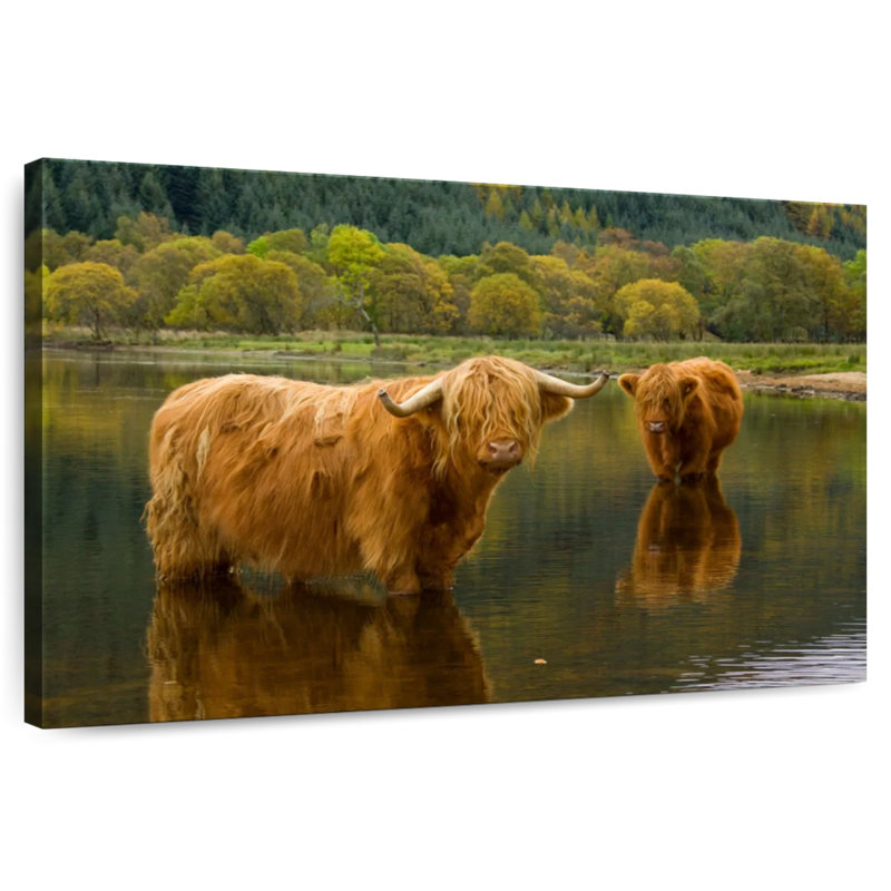 Brampt Bathing Highland Cow, H 30 po x l 45 po