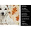 Serviette de cuisine tricolore Sheltie-2083472439