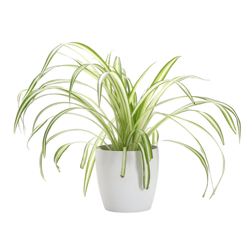 Live Spider Plant in Classic Pot, White