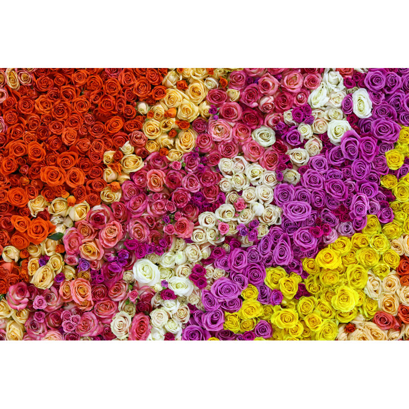 Beautiful Wall Made Of Colourful Roses by Katatonia82 - Wrapped Canvas Print, 81.28cm H x 121.92cm W