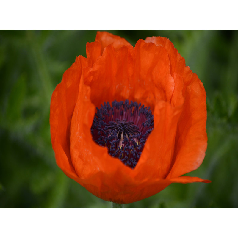 Orange Poppy I - impression sur toile tendue, H 36 po x l 48 po