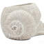 8.3X7x4.7" Decorative Sand And Cement Snail Planter With Textured Beige Finish