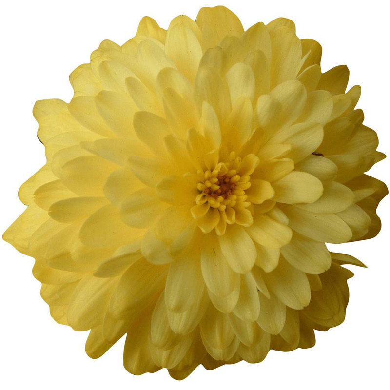 Décalcomanie murale chrysanthemum, H 48 po x l 48 po