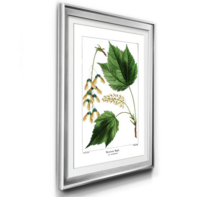 " Mountain Maple "
