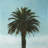 Tropical palm - 32"x32" art on canvas