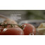 Hestan NanoBond Covered Saute' w/ Helper Handle-2068026242