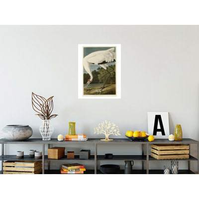 Hooping Crane by   John James Audubon - Giclee Print